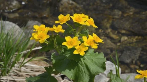 Flowers of cowslip Stock Footage 102321192