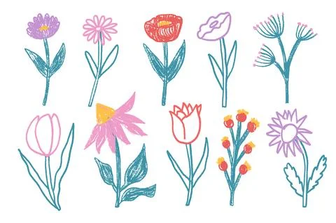 Flowers crayon drawn set. Spring tulip, daisy, aster and marguerite plants Stock Illustration