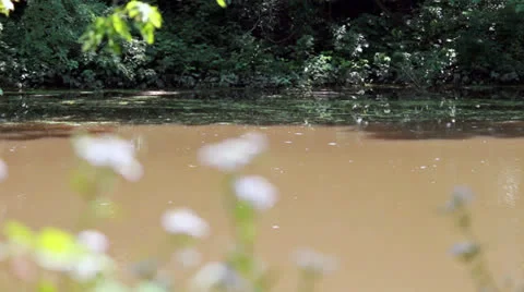Flowers on a Creek Stock Footage 25236050