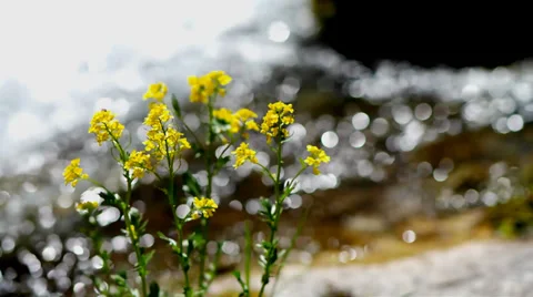 Flowers on a creek. Stock Footage 39507126
