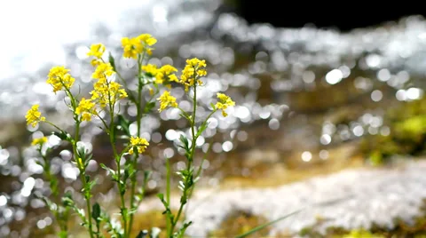 Flowers on a creek. Stock Footage 39507175