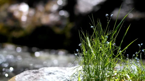Flowers on a creek. Stock Footage 39507195