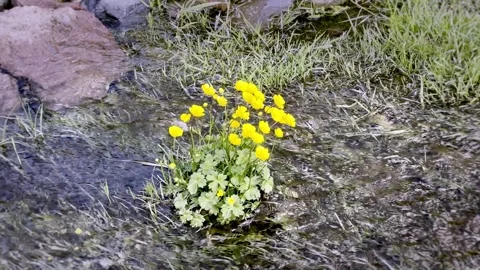 Flowers in the creek Stock Footage 263936563