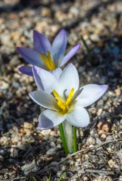 Flowers of Crocus carpetanus Stock Photos