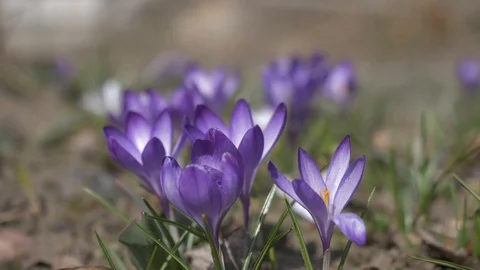 Flowers crocuses Stock Footage 105957594