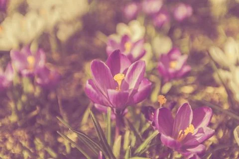 Flowers Crocuses Violet Close-up Spring Matte 库存照片
