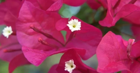 Flowers CU Macro Stock Footage 74585486