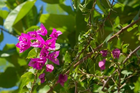 Flowers in Cuba Stock Photos