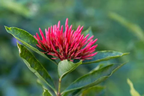 Flowers in Cuba Stock Photos