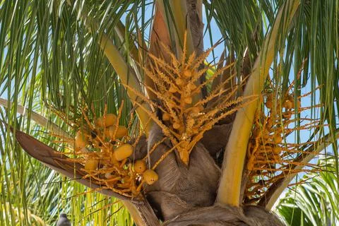 Flowers in Cuba Stock Photos