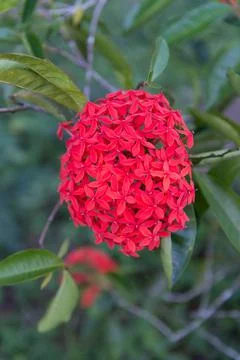 Flowers in Cuba Stock Photos