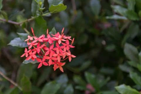 Flowers in Cuba Stock Photos