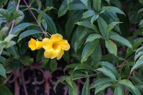 Flowers in Cuba Stock Photos