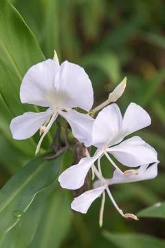 Flowers in Cuba Stock Photos