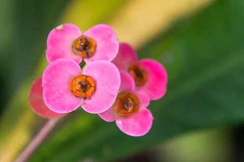 Flowers in Cuba Stock Photos