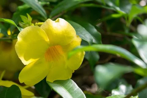 Flowers in Cuba Stock Photos