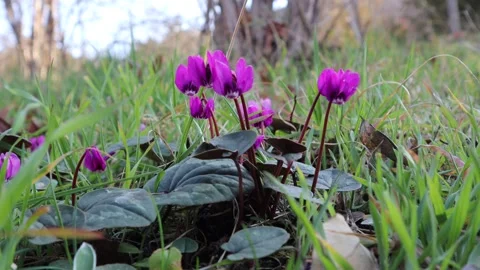 Flowers of 'Cyclamen'(sowbread) in the field Stock Footage 274123810