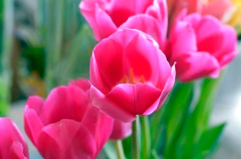 Flowers on the dacha, macro. Stock Photos