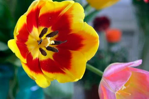 Flowers on the dacha, macro. Foto stock