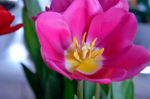 Flowers on the dacha, macro. Foto stock