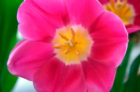 Flowers on the dacha, macro. Foto stock
