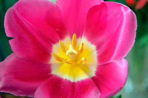 Flowers on the dacha, macro. Stock Photos