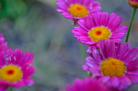 Flowers on the dacha, macro. Stock Photos