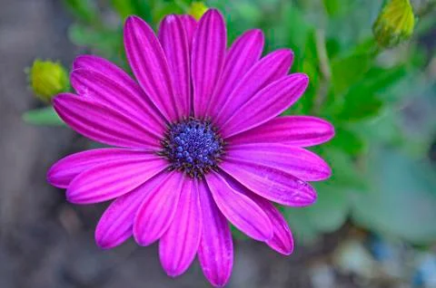Flowers on the dacha, macro. Stock Photos