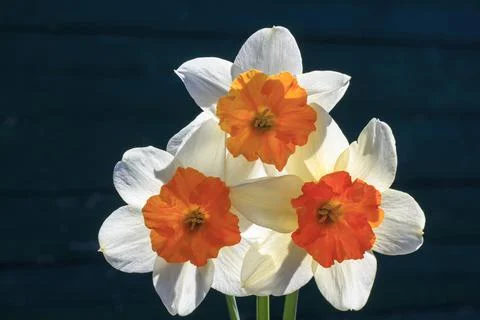 Flowers daffodils bloom in spring, close-up for design Foto stock