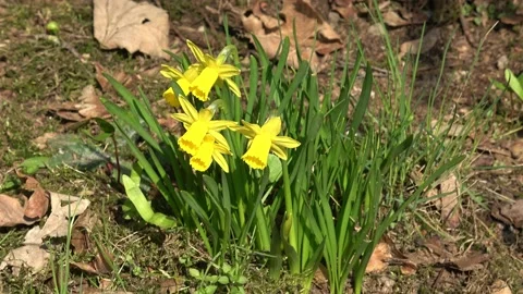 Flowers daffodils in spring outdoors Video stock 152819966
