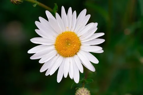 Flowers daisies chamomile Фото