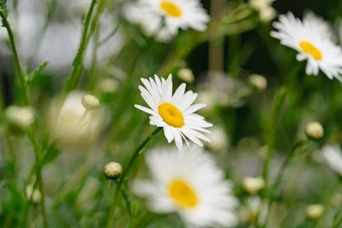 Flowers daisies chamomile Stock-Fotos
