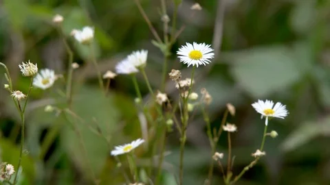 Flowers Daisies in the Field Stock Footage 81414487