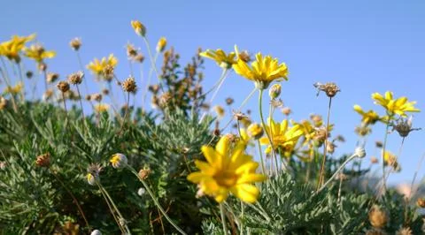 Flowers Daisies, Stock Photos