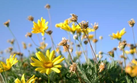 Flowers Daisies Stock Photos