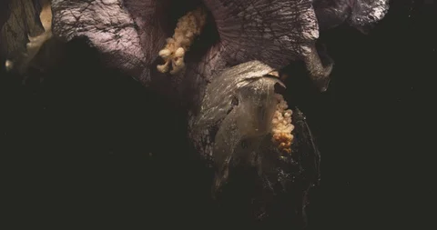 Flowers dancing in the water Stock Footage 128103221