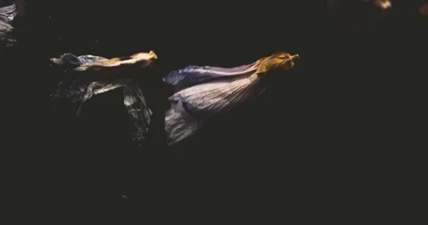 Flowers dancing in the water Stock Footage 128202551