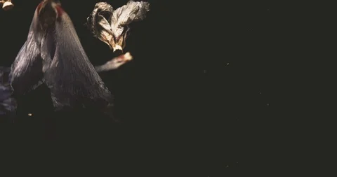 Flowers dancing in the water Stock Footage 128203492