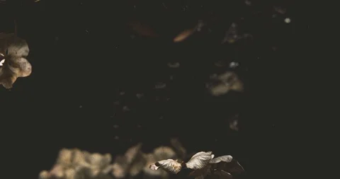 Flowers dancing in the water Stock Footage 128205560