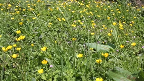 Flowers dancing with the wind Stock Footage 255912087