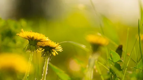 Flowers dandelion bloom Stock Footage 75228688