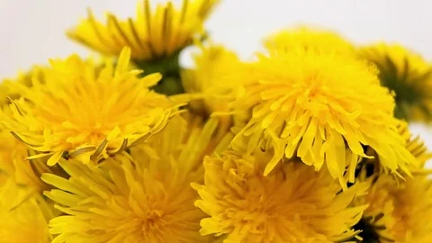 Flowers of dandelion 스톡 동영상 77424425