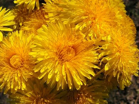 Flowers of dandelions  Foto stock
