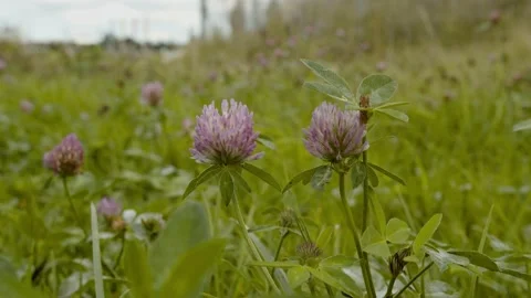 Flowers dangling in the wind in city Video stock 163358659