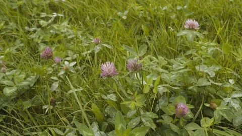 Flowers dangling in the wind outside in nature Video stock 163358411