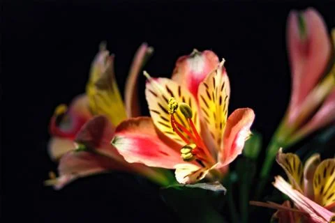 The flowers in dark background. Foto stock