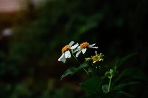 Flowers with dark. Stock Photos