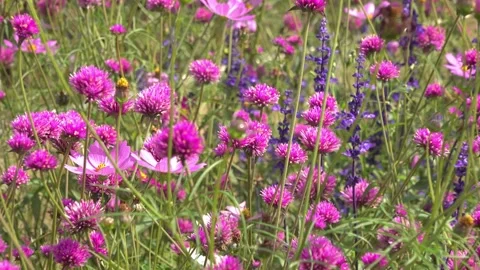 Flowers De-Focus Vídeos de archivo 196906709