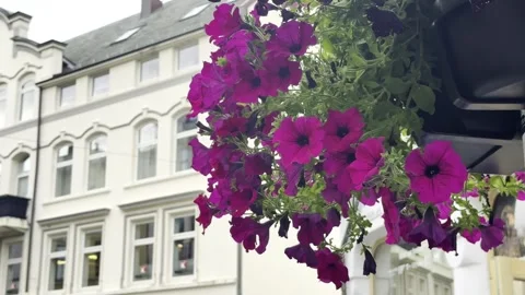 Flowers that decorate the streets Stock Footage 317246230