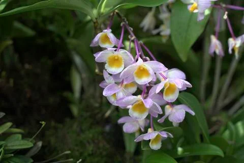 Flowers dendrobium 22 Stock Photos